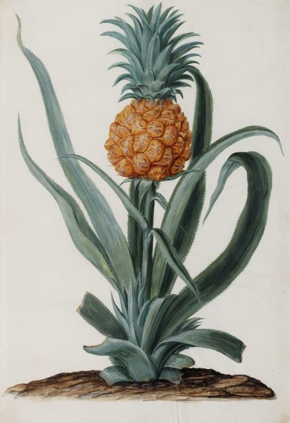 Ananas uit de Hortus van Amsterdam